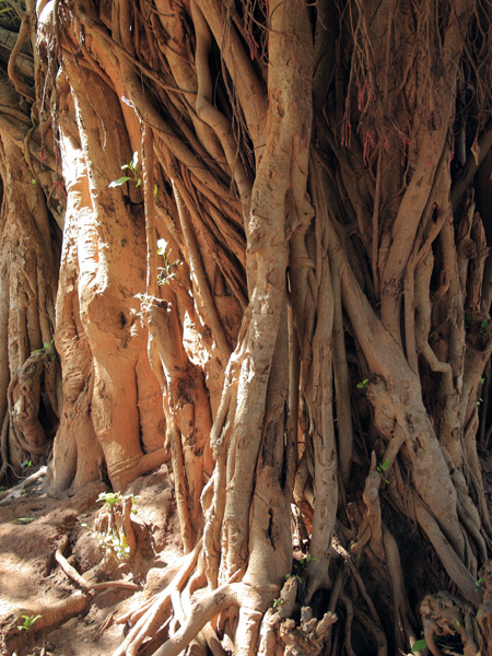 Tree,Kitgum