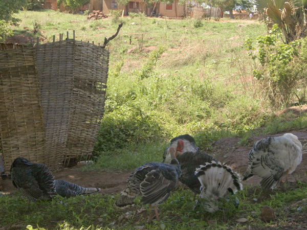 Turkeys,Birds,Fowl,Kitgum
