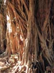 A Tree Kitgum