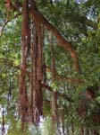 A Tree Kitgum