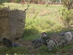 Turkeys Kitgum