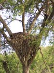 Hammerkop Nest Kazinga Channel