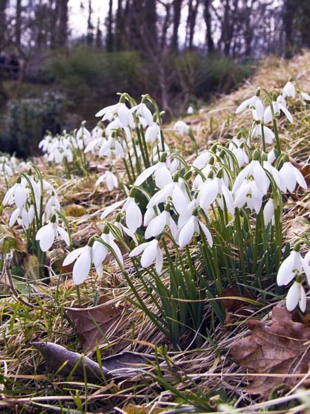 Snowdrops,Flowers