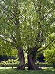 Split Trees