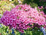 Pink Rhododendron