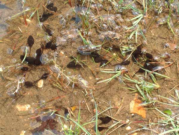 Hatchet Pond,Tadpoles,Animals