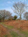 Gorley Common