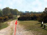Gorley Common
