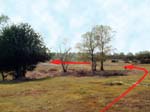 Gorley Common