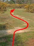 Gorley Common