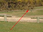 Gorley Common