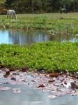 Hatchet Pond