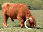Longhorn near Hatchet Pond