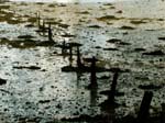 Sticks in the mud