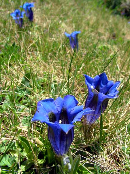 Swiss Flower,Tubular Clusius Gentian,Gentiana clusii