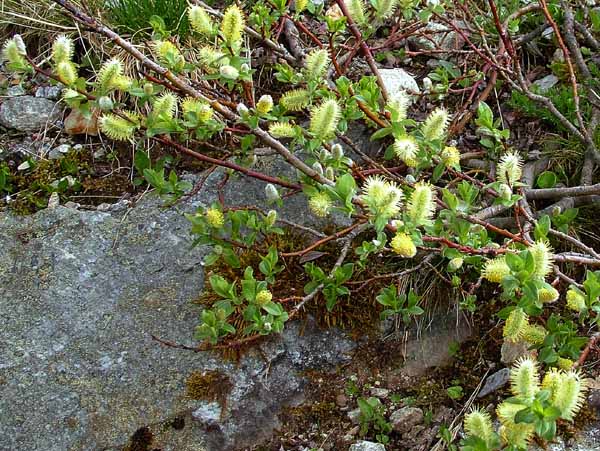 Tree,Shrub,Procumbent Willow,Salix herbacea