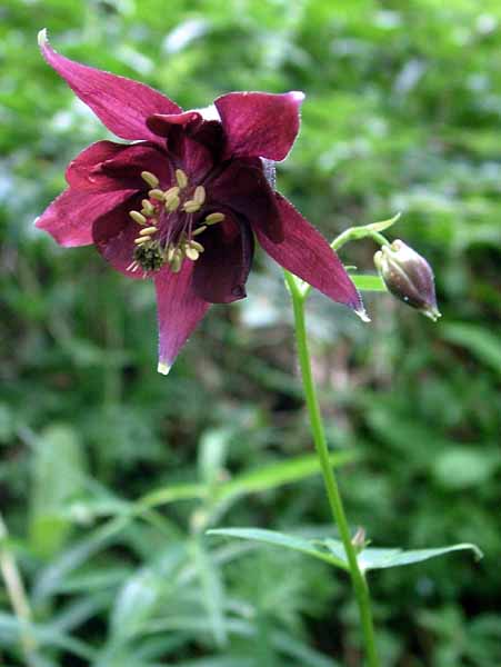 Flower,Aquilegia atrata