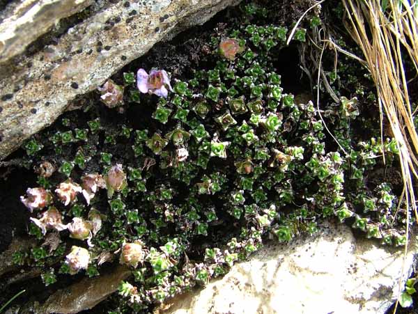 Flowers,Saxifrage paniculata