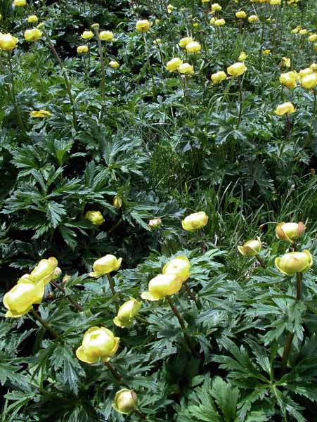 Flowers,Trollius europaeus