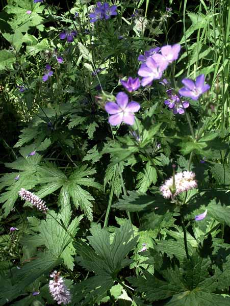 Flowers,Wildflowers