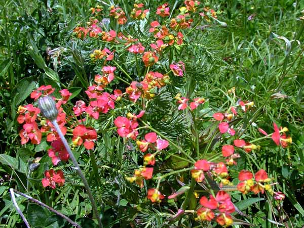 Flowers,Cypress Spurge,Euphorbia cyparissias