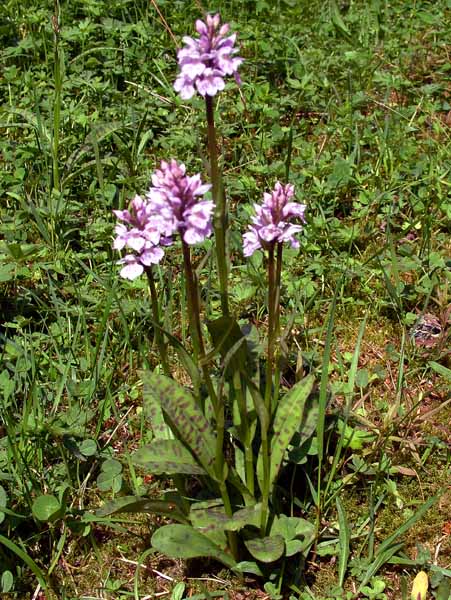 Flower,Orchid