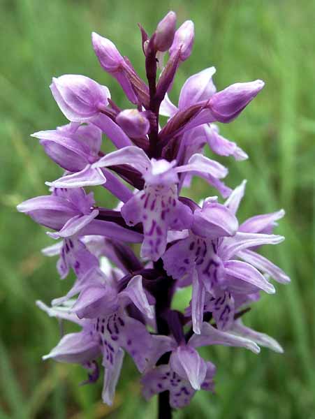 Flowers,Orchid