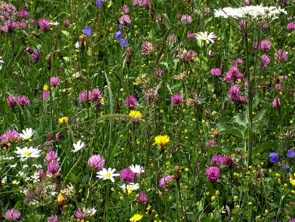 Alps,Alpine Meadow