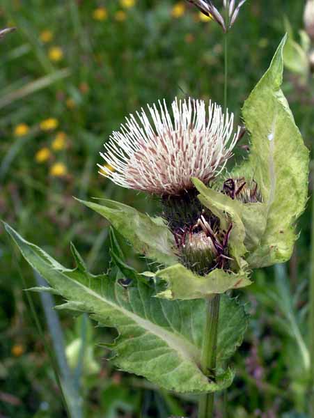 Flowers,White Thistle