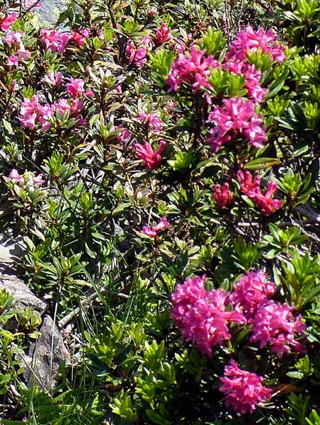 Flowers,Alpen Rose,Alpenrose,Rhododendron ferrugineum
