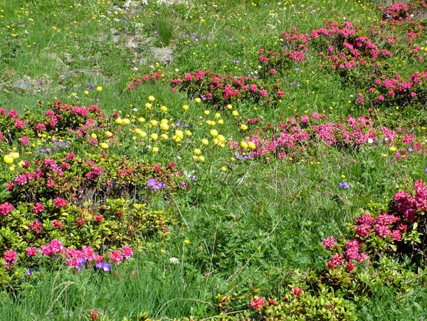 Flowers,Alpen Rose,Alpenrose,Rhododendron ferrugineum,Alps,Alpine Meadow