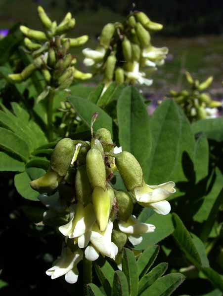 Flowers,Antirhinum,Astragalus frigidus