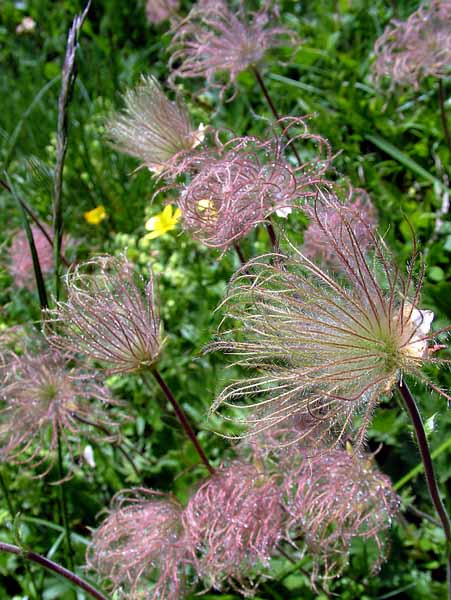 Flowers,Fairy Seeds,Geum reptans
