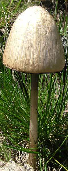 Fungus,Swiss