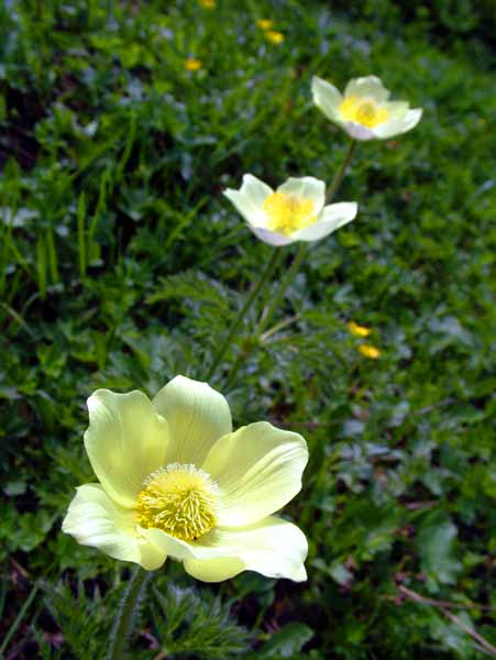 Flowers,Alpin Pasque,Pulsatilla alpina apiifolia