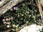 Saxifraga paniculata