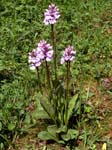 Orchid