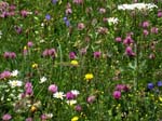 Meadow