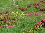 Alpine Meadow