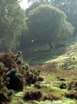 Abbots Well
