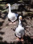 Geese Poole Park