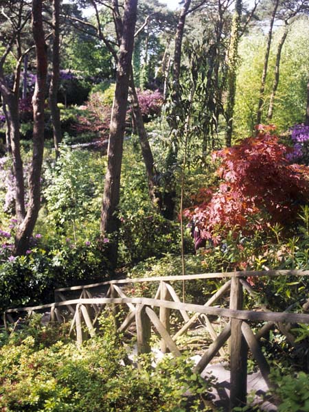 Wooded Valley,Poole,Compton Acres Gardens,Wild Walk,Trees