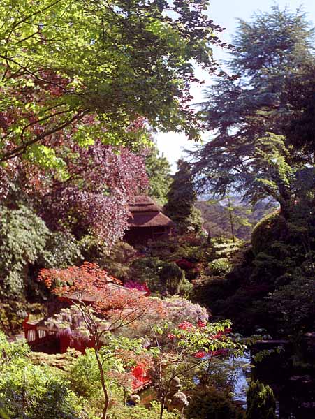 Poole,Compton Acres Gardens,Japanese