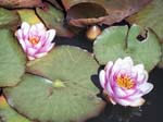 Water Lilies