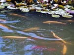 Koy Carp