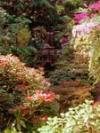 The Japanese Garden